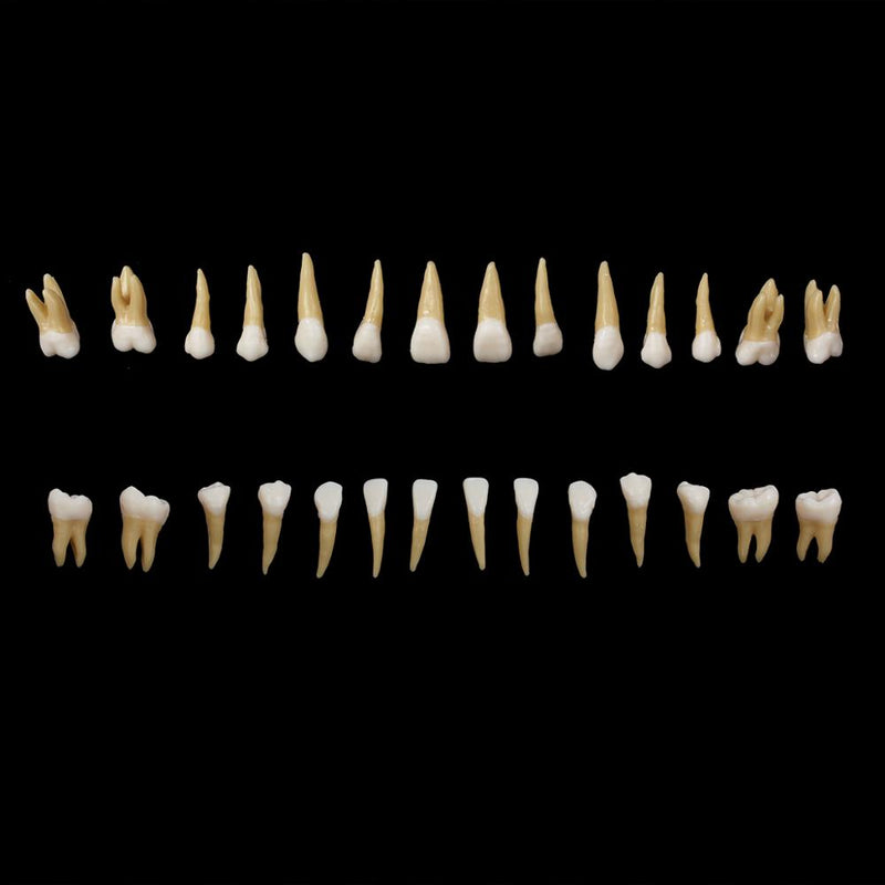 1: 1 28PCS Dental Implant Teeth Demonstration Teach Study Model