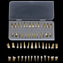 1: 1 28PCS Dental Implant Teeth Demonstration Teach Study Model