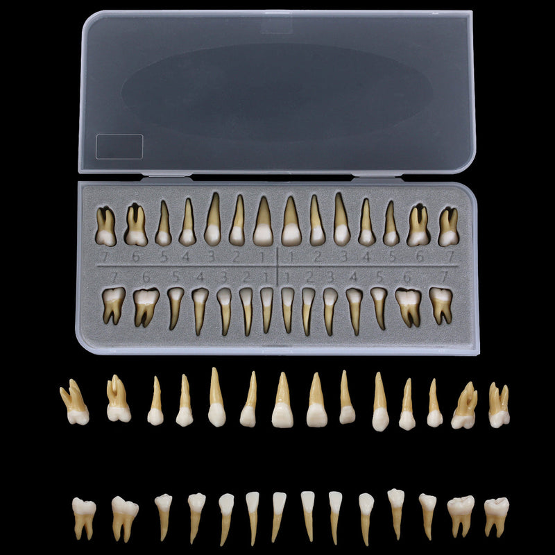 1: 1 28PCS Dental Implant Teeth Demonstration Teach Study Model