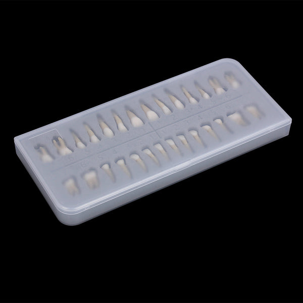 1: 1 28PCS Dental Implant Teeth Demonstration Teach Study Model