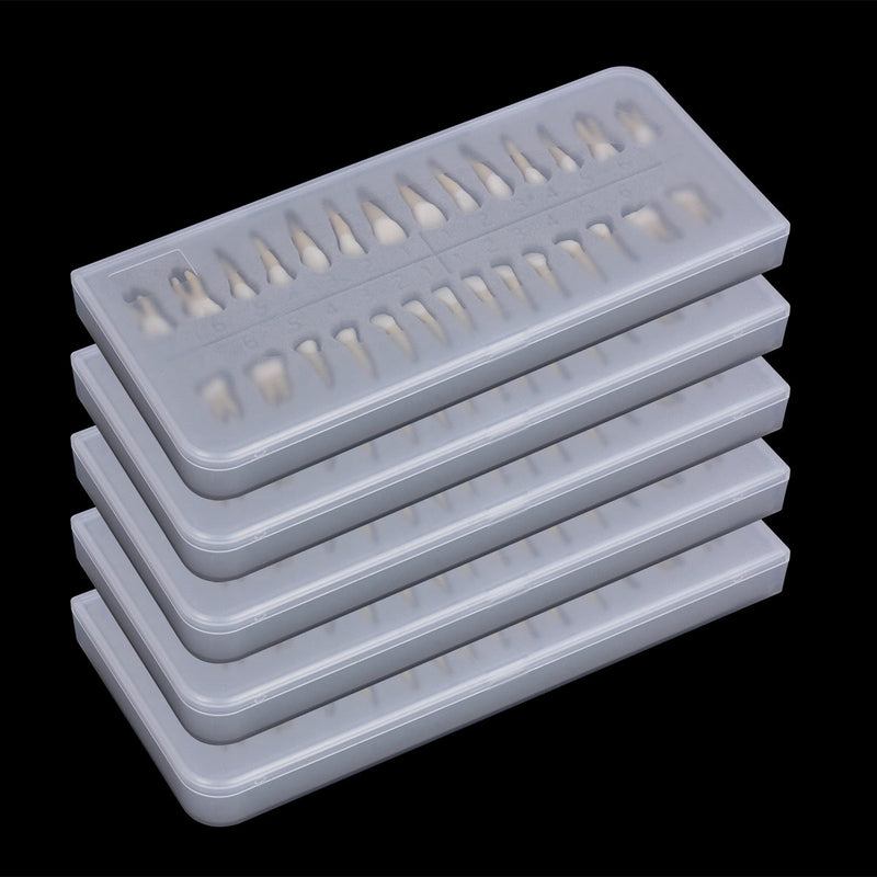 1: 1 28PCS Dental Implant Teeth Demonstration Teach Study Model